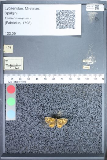 Media type: image;   Entomology 74035